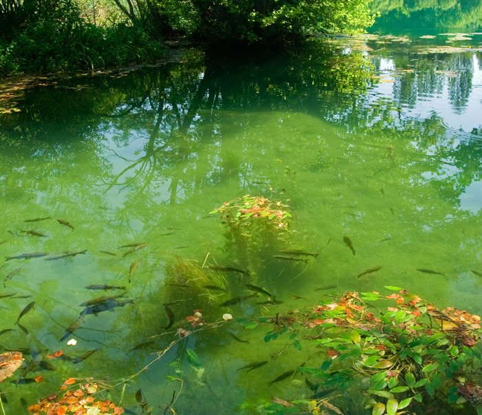 Close view of a river with green water, fish, and vegetation.